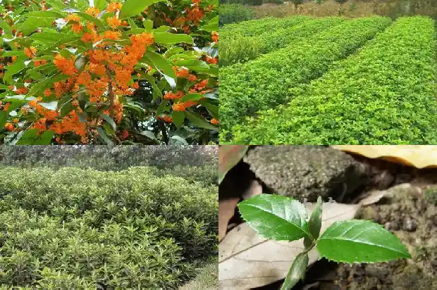 桂花树寓意什么1690676519109
