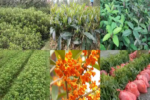 桂花树上结的果子可以吃吗1683682485506