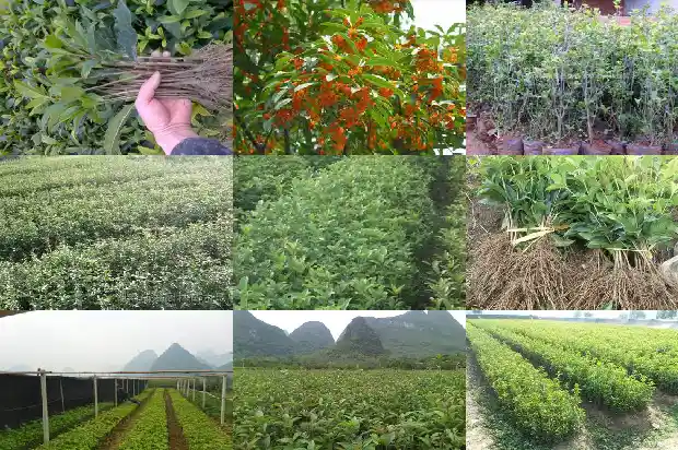 桂花树上结的果子可以吃吗1683682485554