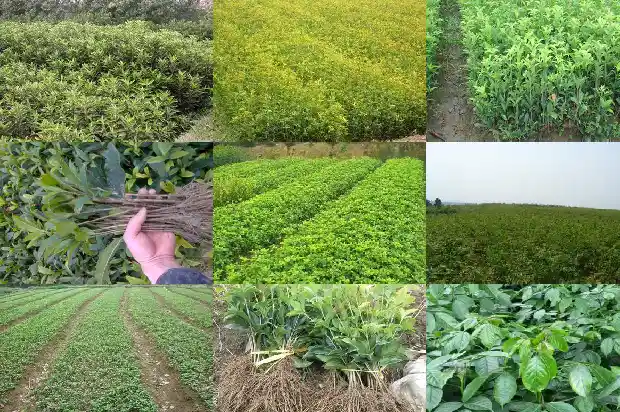 为什么八月桂花没开花1683763726014