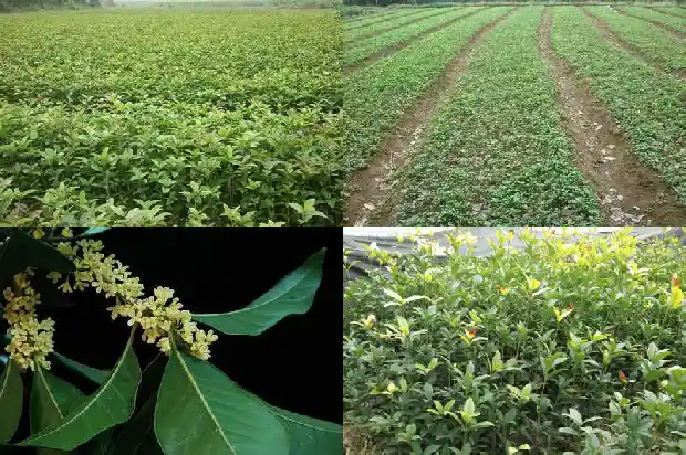 为什么八月桂花没开花1683763726023