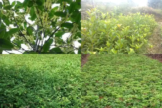 八月桂花树为什么不开花呢怎么回事1683764012068