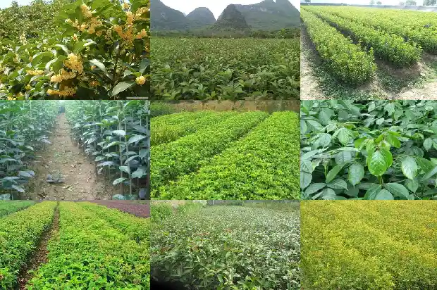 八月桂花不开花怎么办1683764079242
