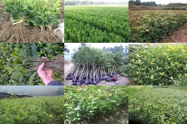 八月桂花不开花怎么办1683764079290