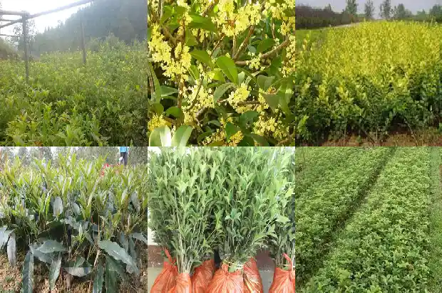 今年八月桂花没开什么原因1683764359160