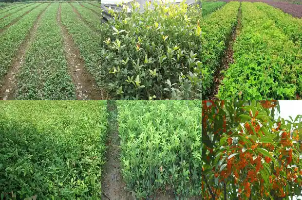 桂花8月不开花怎么回事1683764516750