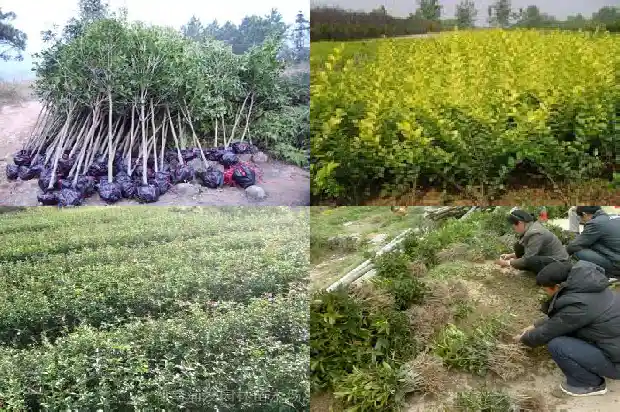 桂花8月不开花怎么回事1683764516797