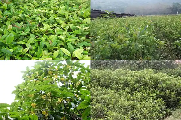 八月桂花多少年才开花1683764588105