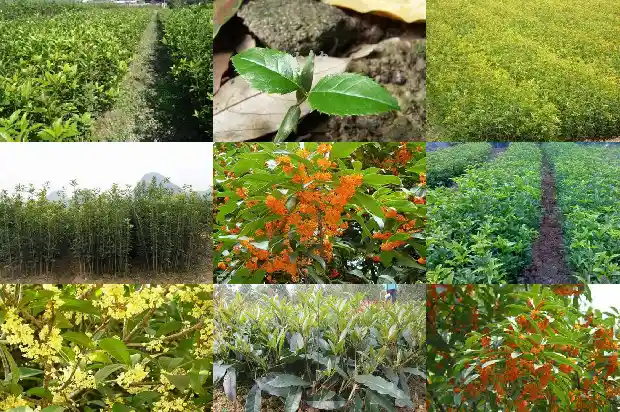 桂花的果子有什么作用和功效1689313358063