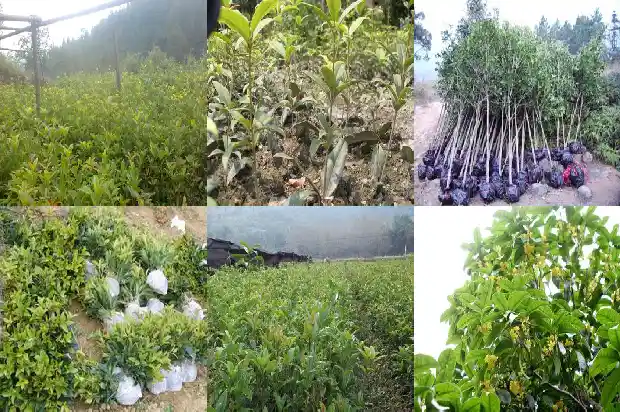 桂花几月份移栽成活率高?1690072502744