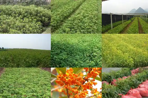 桂花还可以干嘛1689122176993