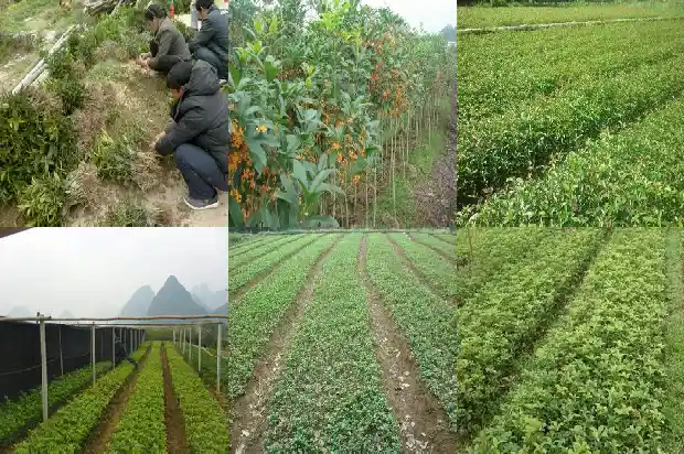四季桂花的价格是多少钱一斤1690763951725