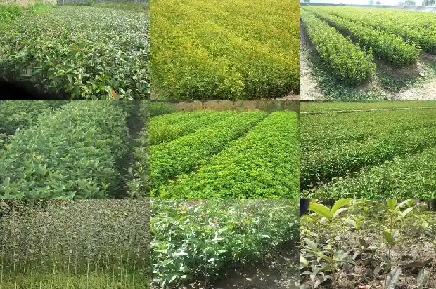 八月桂花怎么不开花呢1683764773901