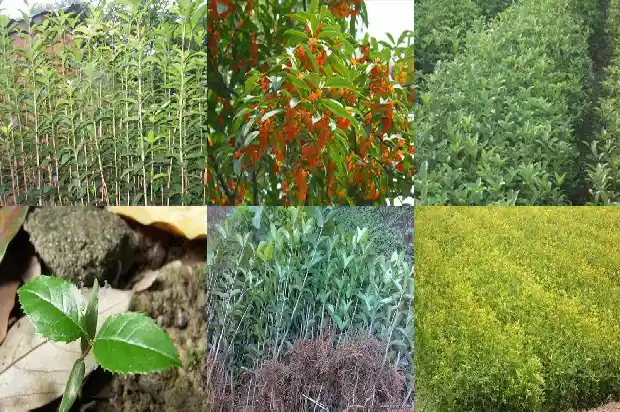 八月桂花树什么时候移栽最好呢1683764839590