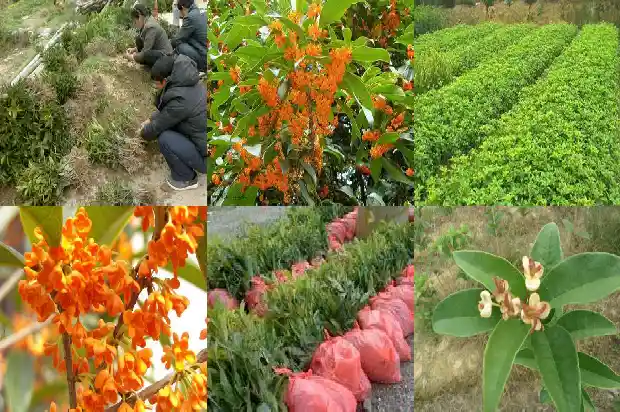 八月桂花树什么时候移栽最好呢1683764839638