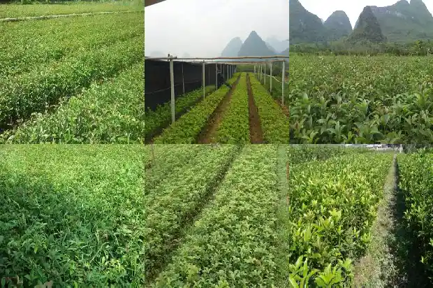 八月桂花树什么时候移栽最好呢1683764839686