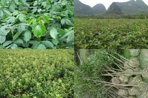 桂花树什么时候移栽最合适1683764897270