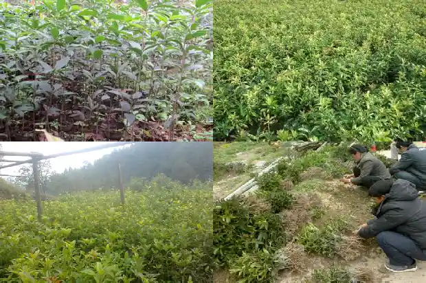 桂花树什么时候移栽最合适1683764897317