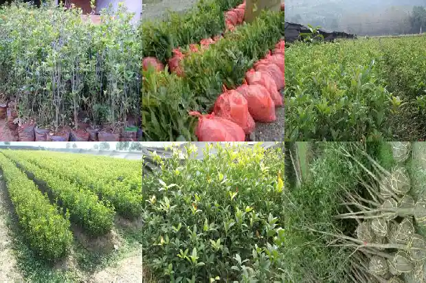 广西哪里有桂花树卖呀1689899562486