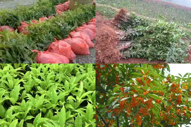 桂花树在几月份移栽最好1683764956996