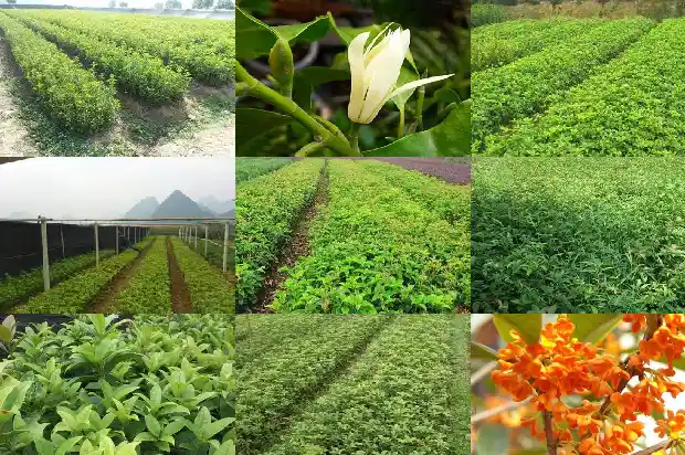 八月桂花树什么时候种植合适1683765019569