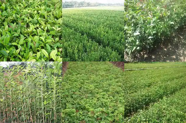 移栽桂花树的最佳时间1683765089960