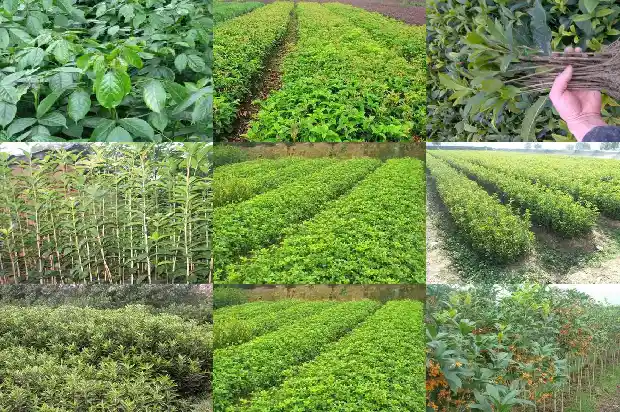 桂花树多少钱一棵20年产量1689640371031