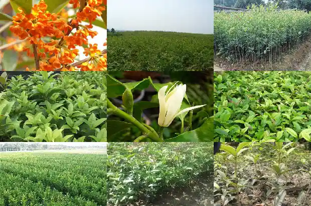移栽桂花树的最佳时间1683765090054