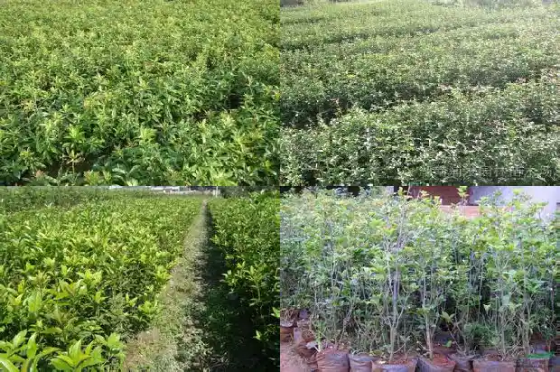 移栽桂花树的最佳时间1683765090102