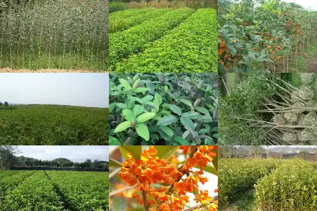 桂花树可以插栽吗1683765144901