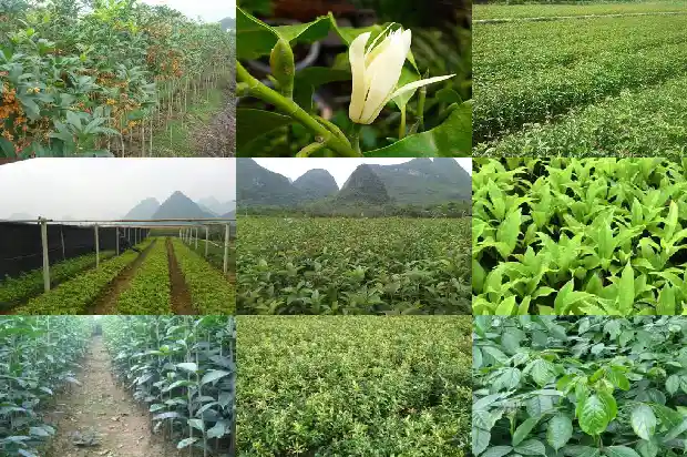 桂花树可以插栽吗1683765144995