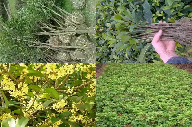 八月桂花树什么时候修剪好活啊1683765202663