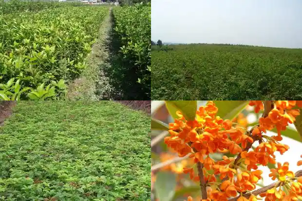 八月桂花树什么时候修剪好活啊1683765202759