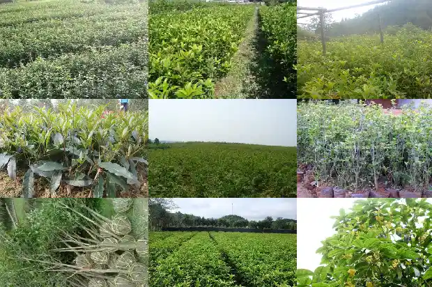 九月份可以修剪桂花树吗1683765260347