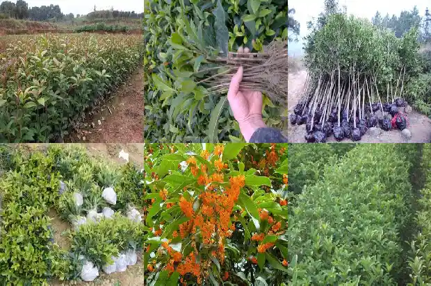 九月份可以修剪桂花树吗1683765260395