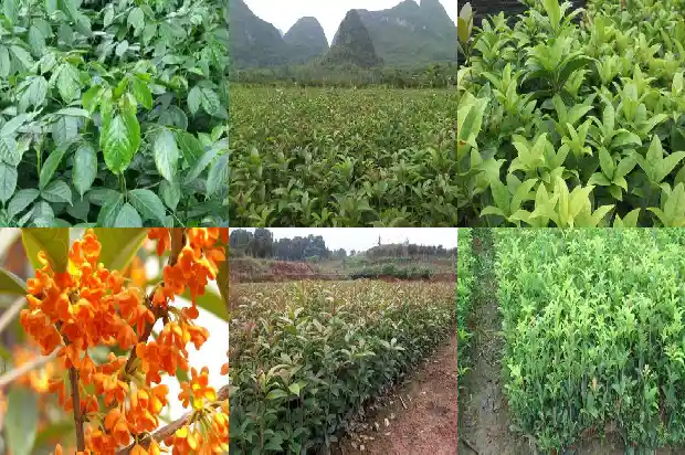 九月份可以修剪桂花树吗1683765260443