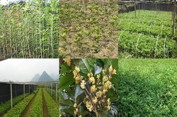 桂花树太高怎么截1683765315833