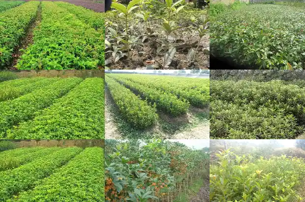桂花树几月修剪好呢1683765364405