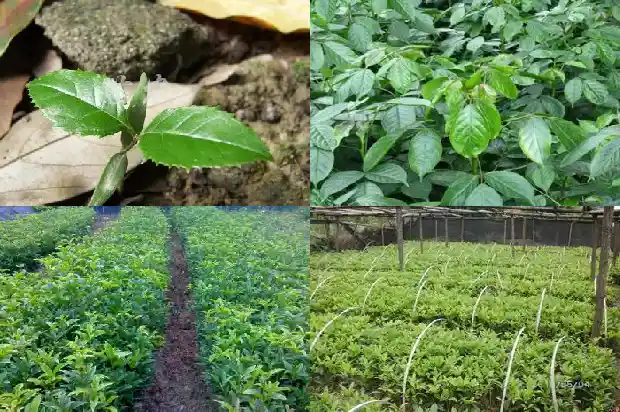 桂花树几月修剪好呢1683765364500