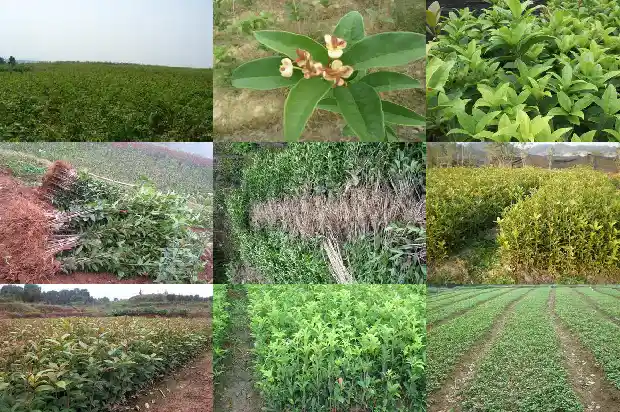 桂花树几月剪枝好1683765413548