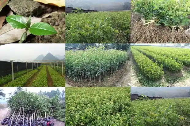 桂花树什么时候修剪合适1683765457936