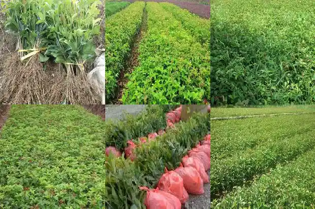 桂花树8公分粗移栽好活吗1683765516731