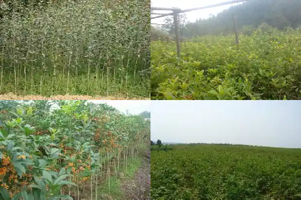 桂花树8公分粗移栽好活吗1683765516779