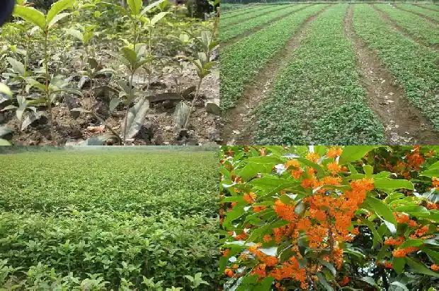 桂花树怎么挖土球1683765557575