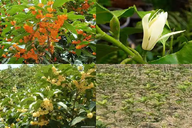 桂花树怎么挖土球1683765557623
