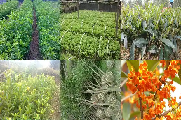 桂花树怎么挖土球1683765557670