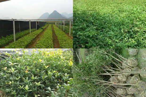 妹是桂花香十里原唱1683765616261