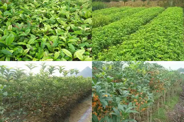 八月桂花的读后感1683765646432