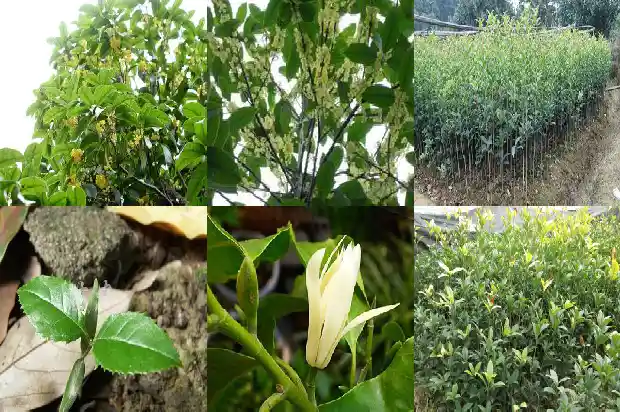 桂花树长果子是什么桂1683765699725