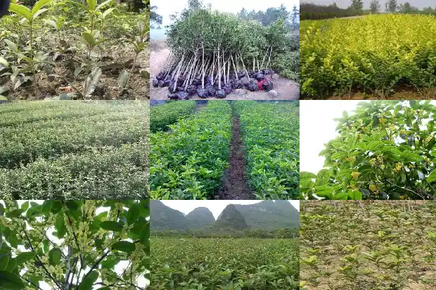 桂花树长果子是什么桂1683765699772